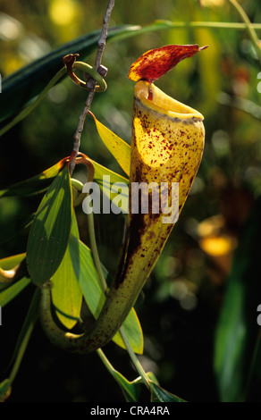 Madagascar pianta brocca (nepenthes madagascariensis), Fort Dauphin, Madagascar, Africa Foto Stock