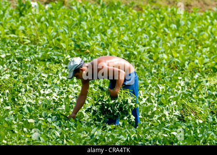 Uomo che lavora nel campo del tabacco, Vinales, Cuba, Caraibi Foto Stock