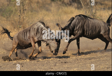 Blue GNU (connochaetes taurinus), maschi combattimenti, Kruger National Park, Sud Africa e Africa Foto Stock