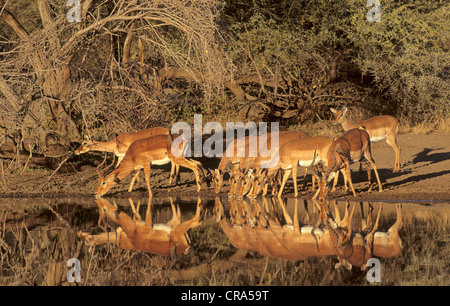 Impala (aepyceros melampus), allevamento di bere a waterhole, Kruger National Park, Sud Africa Foto Stock