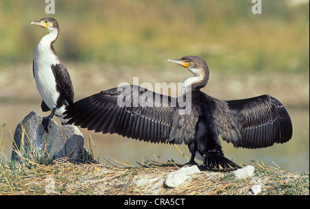 Bianco-breasted cormorano (Phalacrocorax lucidus), l'ala di essiccamento, gauteng, sud africa Foto Stock