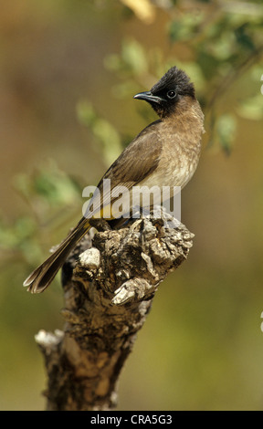 Dark-capped bulbul (pycnonotus tricolore), Kruger National Park, Sud Africa Foto Stock