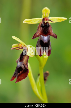 Fly Orchid - Ophrys insectifera Foto Stock