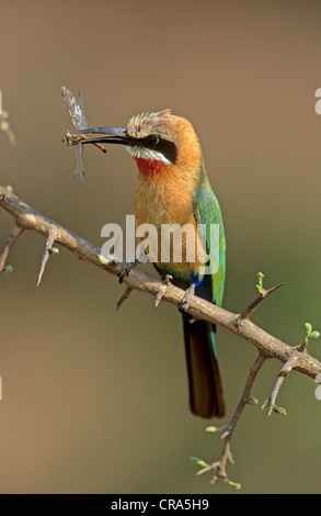 Bianco-fronteggiata Gruccione (Merops bullockoides), con libellula, Kruger National Park, Sud Africa Foto Stock