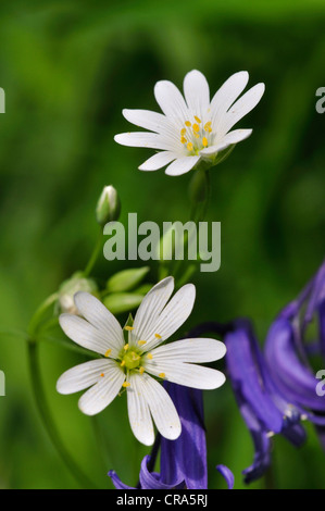 Maggiore stitchwort con bluebell, molla bosco fiori selvatici REGNO UNITO Foto Stock