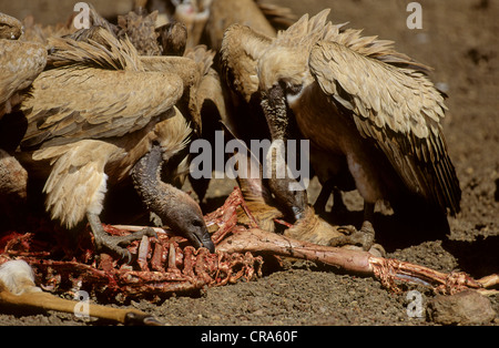 White-backed vulture (gyps africanus), alimentazione sulla carcassa, mkuze Game Reserve, kwazulu-natal, Sud Africa e Africa Foto Stock