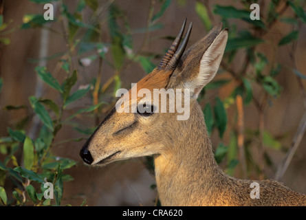 Cefalofo comune (sylvicapra grimmia), Kruger National Park, Sud Africa e Africa Foto Stock