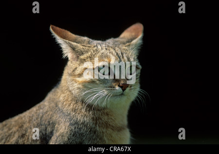 African gatto selvatico (Felis silvestris lybica), Sud Africa e Africa Foto Stock