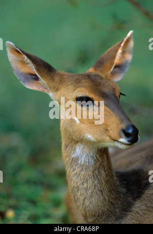 Bushbuck (tragelaphus scriptus), femmina, sabi sabi, maggiore parco nazionale Kruger, Sud Africa e Africa Foto Stock