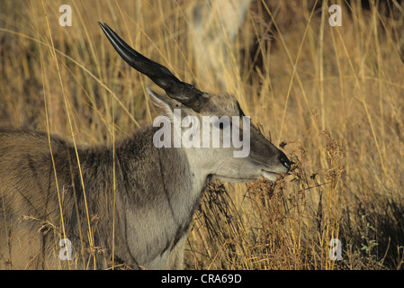 Eland (taurotragus oryx), il pascolo, Drakensberg, kwazulu-natal, Sud Africa e Africa Foto Stock