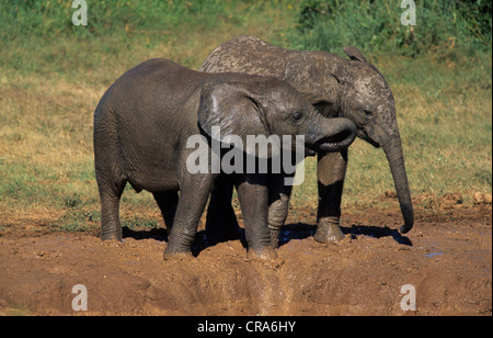 Elefante africano (Loxodonta africana), vitelli giocando, Addo Elephant national park, Sud Africa e Africa Foto Stock