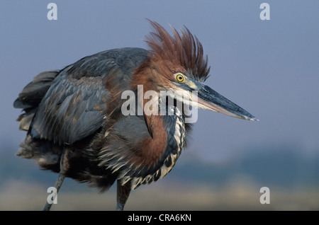 Golia airone rosso (Ardea goliath), kwazulu-natal, Sud Africa e Africa Foto Stock