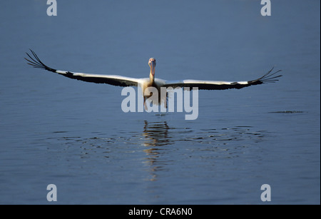 Great White pelican (pelecanus onocrotalus), atterraggio mkuze Game Reserve, zululand, kwazulu-natal, Sud Africa e Africa Foto Stock