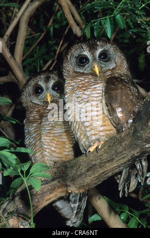 Legno africano allocco (Strix woodfordii), kwazulu-natal, Sud Africa e Africa Foto Stock