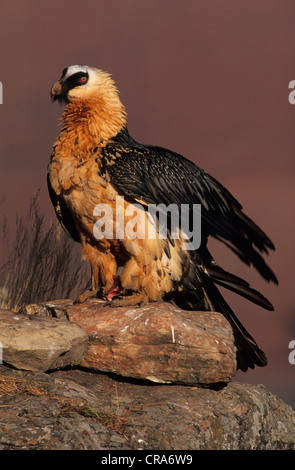 Lammergeier, Lammergeyer o Gipeto (Gypaetus barbatus), Giant's Castle, Drakensberg, KwaZulu-Natal, Sud Africa Foto Stock