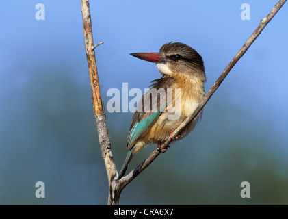 Marrone-incappucciati kingfisher (halcyon albiventris), Kruger National Park, Sud Africa e Africa Foto Stock