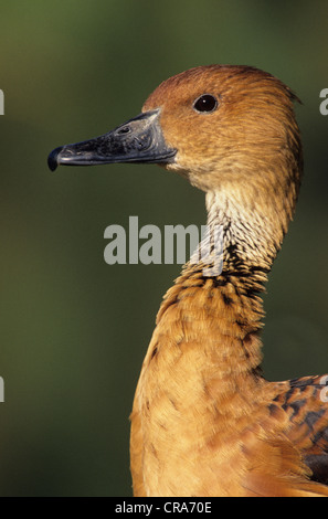 Sibilo fulvous anatra (dendrocygna bicolor), kwazulu-natal, Sud Africa e Africa Foto Stock