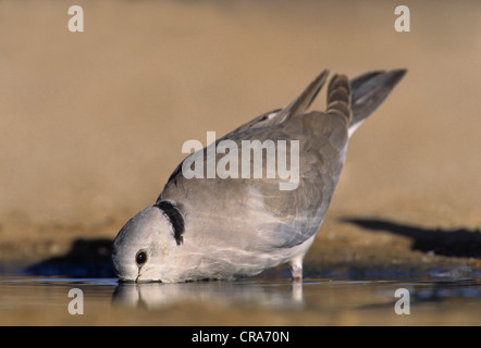 Capo Tortora o anello colli (colomba streptopelia capicola), bere, kgalagadi parco transfrontaliero, il Kalahari, sud africa Foto Stock