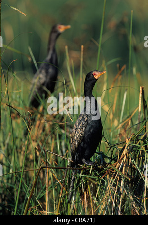 Cormorano reed o long-tailed cormorano (Phalacrocorax africanus), wakkerstroom, Sud Africa e Africa Foto Stock