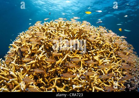 Scuola di Yellowstriped Cardinalfish (Apogon cyanosoma) nella parte anteriore del dito (Coral Porites attenuata) sulla barriera corallina Foto Stock