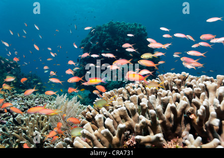 Diversi tipi di Fairy Basslets (Pseudanthias sp.), nuoto al di sopra del dito (Coral Porites attenuata), blocco di corallo, Coral reef Foto Stock