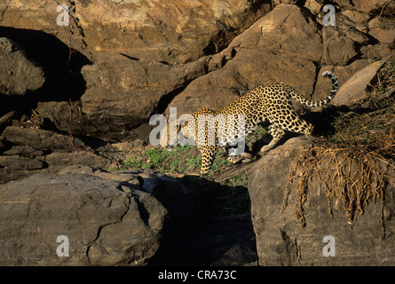 Leopard (panthera pardus), la caccia, il parco nazionale Kruger, Sud Africa e Africa Foto Stock