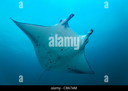 Manta Ray (Manta birostris) nuotare in acque blu, della Grande Barriera Corallina, Sito Patrimonio Mondiale dell'UNESCO, , Australia e del Pacifico Foto Stock