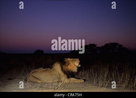 Lion (panthera leo), rumoreggianti al crepuscolo, kgalagadi parco transfrontaliero, il Kalahari, Sud Africa e Africa Foto Stock