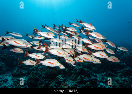 Scuola di Humpback Red Lutiani (Lutjanus gibbus) ottima nella parte anteriore della barriera corallina, della Grande Barriera Corallina Foto Stock