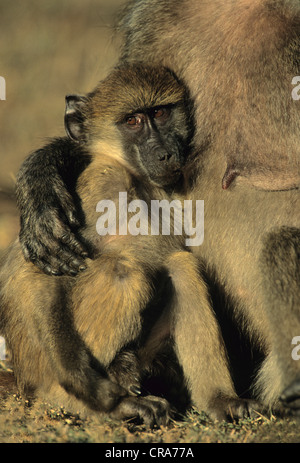 Chacma baboon (papio ursinus), femmina adulti e giovani, Kruger National Park, Sud Africa e Africa Foto Stock