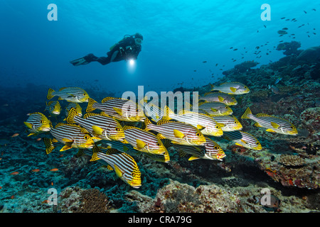 Subacqueo con torcia a guardare School of Oriental Sweetlips (Plectorhinchus vittatus, Plectorhinchus orientalis) al Coral reef Foto Stock