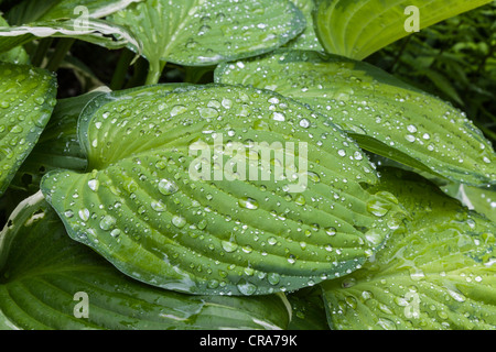 CLOSE UP DI HOSTA foglie con gocce di pioggia nel giardino estivo REGNO UNITO Foto Stock