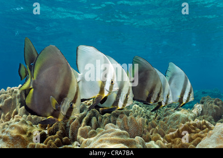 Scuola di Orbicular Barfish (Platax orbicularis) nuotare sopra il cuoio coralli nella barriera corallina, della Grande Barriera Corallina Foto Stock