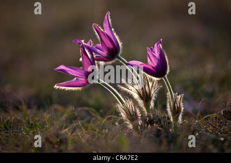 "Pasque Flower (Pulsatilla vulgaris) in controluce Foto Stock