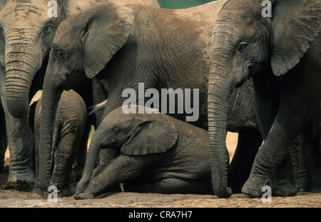 Elefante africano (Loxodonta africana), allevamento allevamento, Addo Elephant national park, Sud Africa e Africa Foto Stock