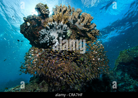 Scuola di spazzatrici Nana (Parapriacanthus ransonneti) cercano rifugio sotto la colonia di corallo in Coral reef, della Grande Barriera Corallina Foto Stock