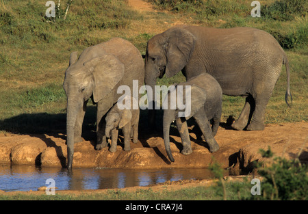 Elefante africano (Loxodonta africana), allevamento a waterhole, Addo Elephant national park, Sud Africa e Africa Foto Stock