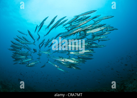 Scuola di Blackfin Barracuda (Sphyraena qenie) nuotare in acque blu, della Grande Barriera Corallina, Sito Patrimonio Mondiale dell'UNESCO, Foto Stock