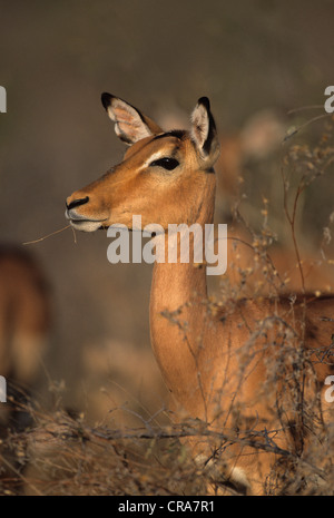 Impala (aepyceros melampus), Kruger National Park, Sud Africa e Africa Foto Stock