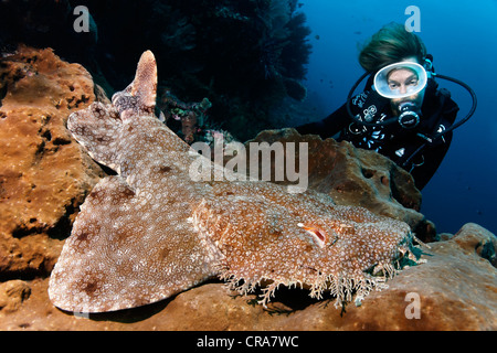 Scuba Diver osservando un Tasseled Wobbegong (Eucrossorhinus dasypogon), la Grande Barriera Corallina, Patrimonio Mondiale dell UNESCO Foto Stock