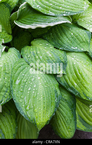 HOSTA foglie con gocce di pioggia nel giardino estivo REGNO UNITO Foto Stock