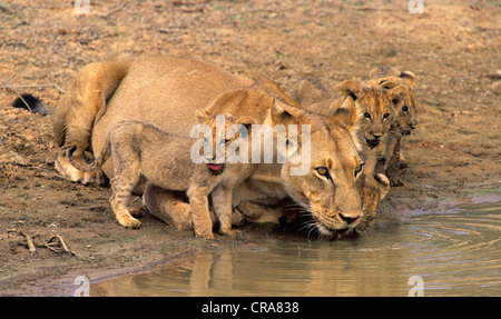 Leonessa e lupetti (panthera leo), kgalagadi parco transfrontaliero, il Kalahari, Sud Africa e Africa Foto Stock