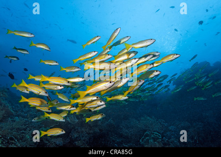 Secca di tonno obeso Lutiani (Lutjanus lutjanus) e comuni Bluestriped Snapper (Lutjanus kasmira), nuoto in acque aperte Foto Stock