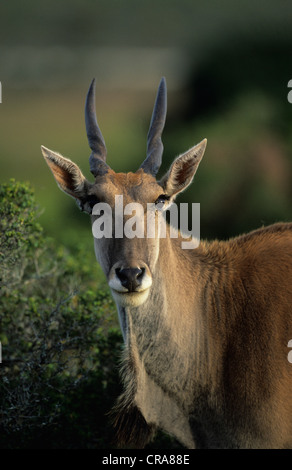 Eland (taurotragus oryx), Addo Elephant national park, Sud Africa e Africa Foto Stock