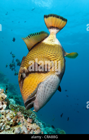 Pesci balestra gigante o Titan Pesci balestra (Balistoides viridescens) alimentazione su una scogliera di corallo, della Grande Barriera Corallina Foto Stock