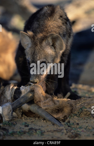 Spotted hyena pup (crocuta crocuta), alimentando il gemsbok, kgalagadi parco transfrontaliero, il Kalahari in Sud Africa e Africa Foto Stock