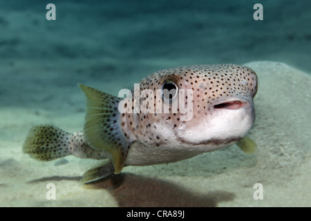 Coundou Spot-Fin pesce (Diodon hystrix) nuotare sopra il fondo sabbioso, della Grande Barriera Corallina, Patrimonio Mondiale dell UNESCO Foto Stock