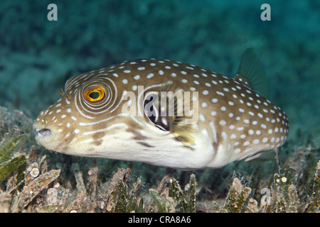 White-spotted Puffer (Arothron hispidus) nuotare sopra l'erba del mare, della Grande Barriera Corallina, Sito Patrimonio Mondiale dell'UNESCO, Queensland Foto Stock