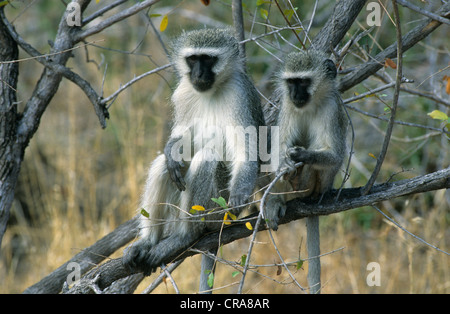 Vervet monkey (chlorocebus pygerythrus), Kruger National Park, Sud Africa e Africa Foto Stock