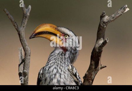 Southern Yellow-fatturati hornbill (tockus leucomelas), kgalagadi parco transfrontaliero, Sud Africa e Africa Foto Stock